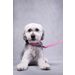  Halsband met neopreen Leza Roze
