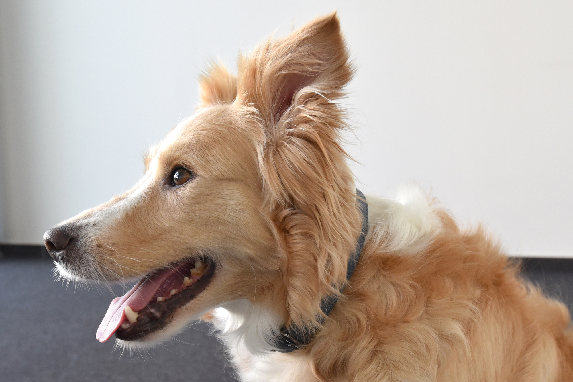 Flamingo Collar Con neopreno Delu Azul