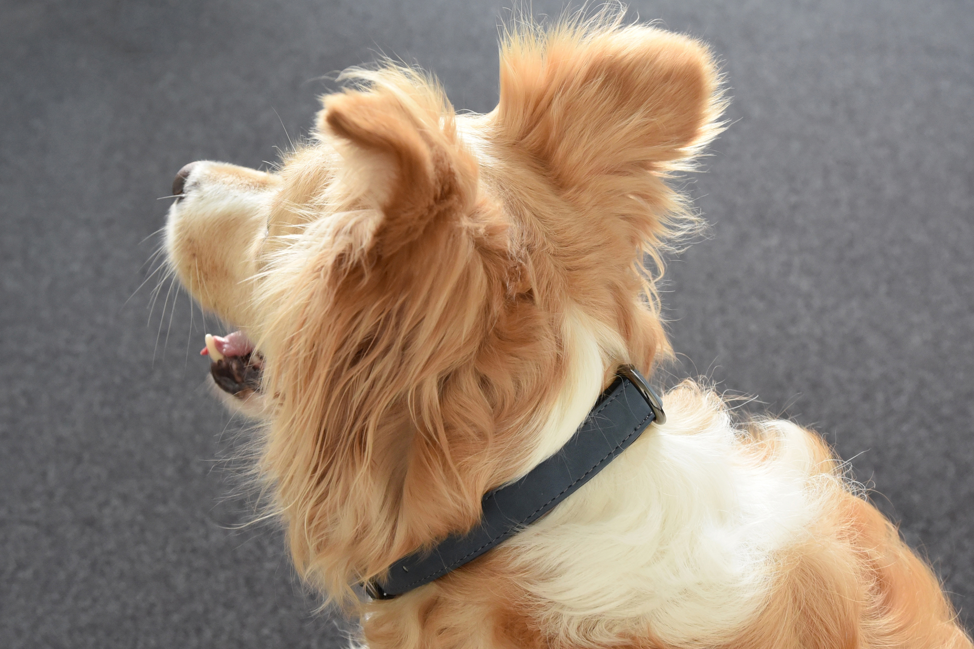 Flamingo Collar With neoprene Delu Blue