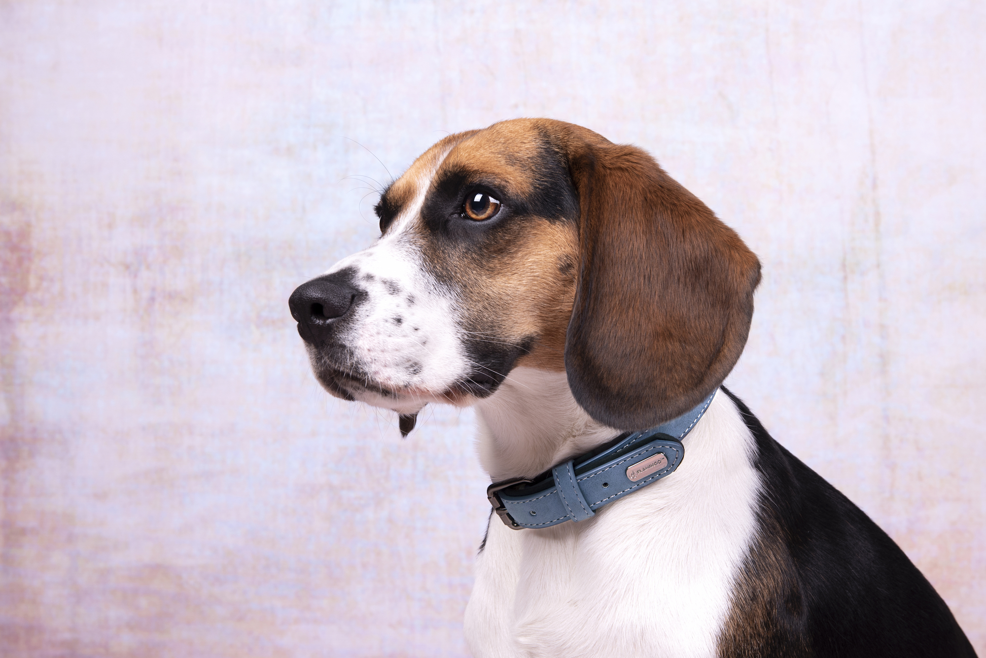 Flamingo Collar With neoprene Delu Blue