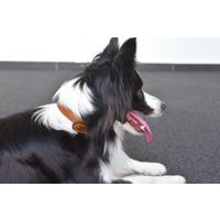 Flamingo Halsband met neopreen Lyabo Cognac