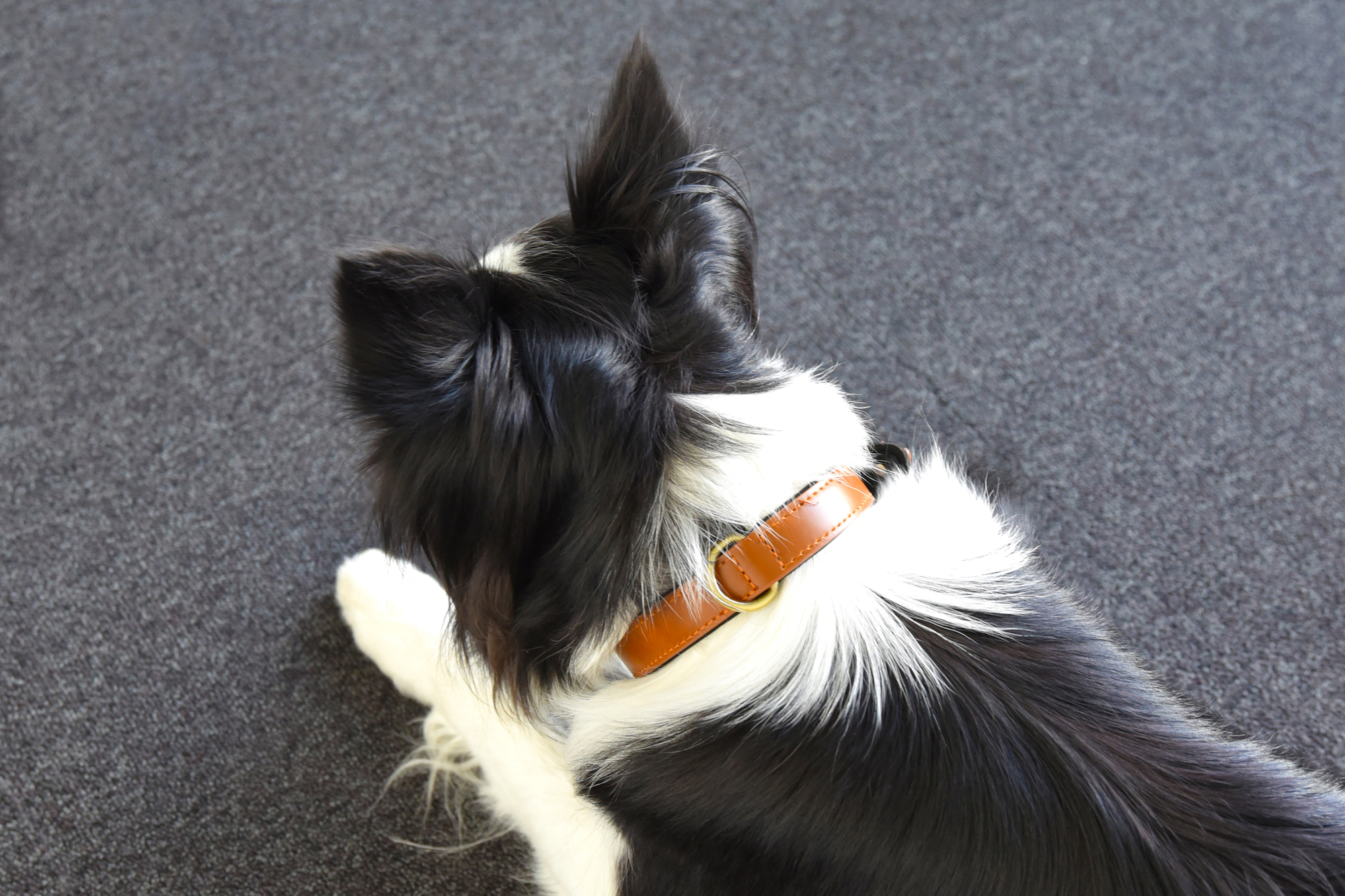 Flamingo Halsband met neopreen Lyabo Cognac