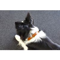 Flamingo Halsband met neopreen Lyabo Cognac