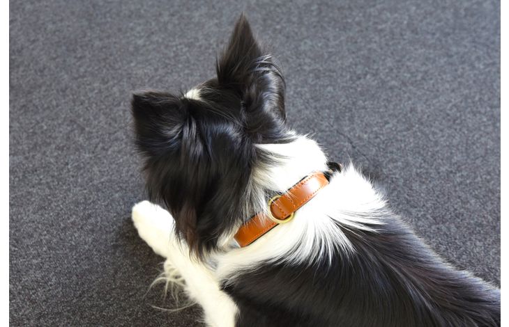 Flamingo Halsband met neopreen Lyabo Cognac