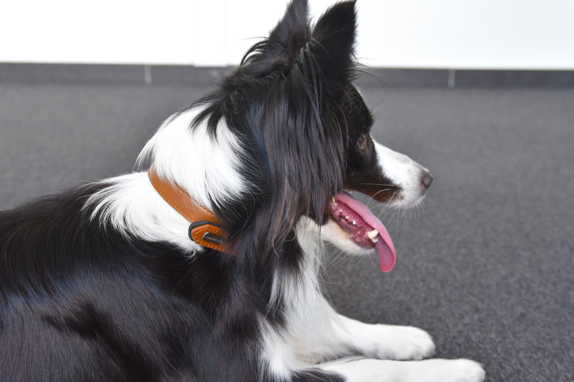 Flamingo Halsband met neopreen Lyabo Cognac