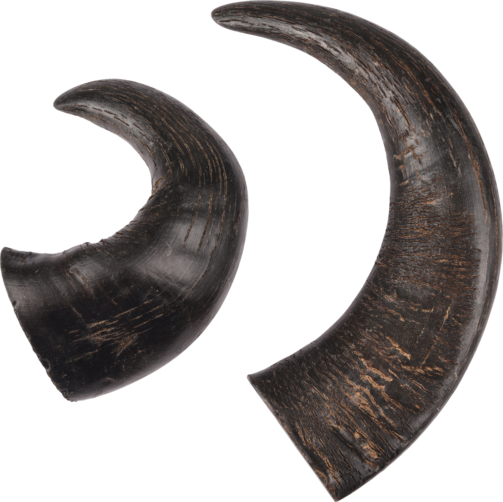 Flamingo Snacks Nature Buffalo horn medium