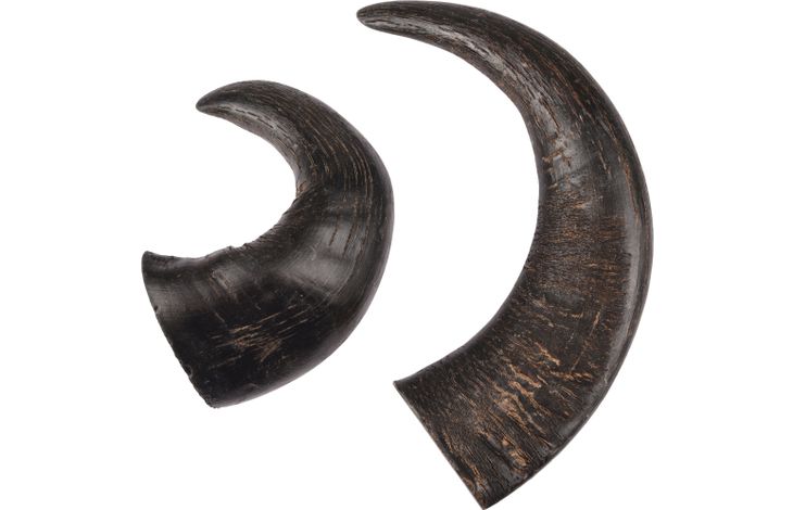 are water buffalo horns safe for dogs