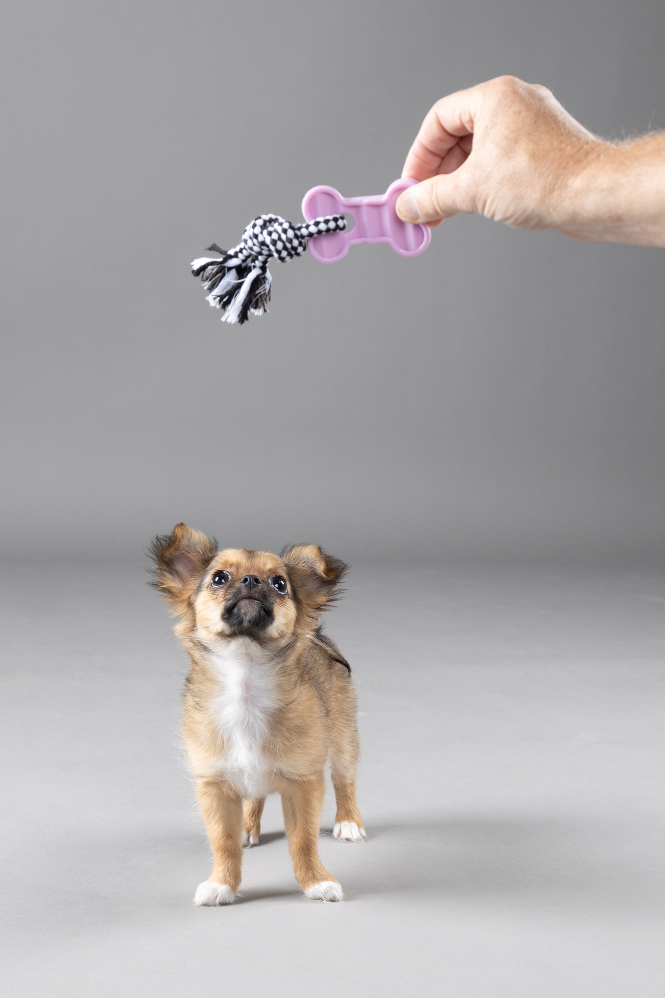 Flamingo Toy Puppy Loekie Elephant & Bone & Ring Mix
