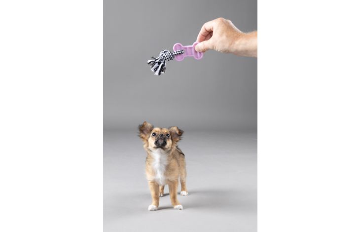 Flamingo Toy Puppy Loekie Elephant & Bone & Ring Mix