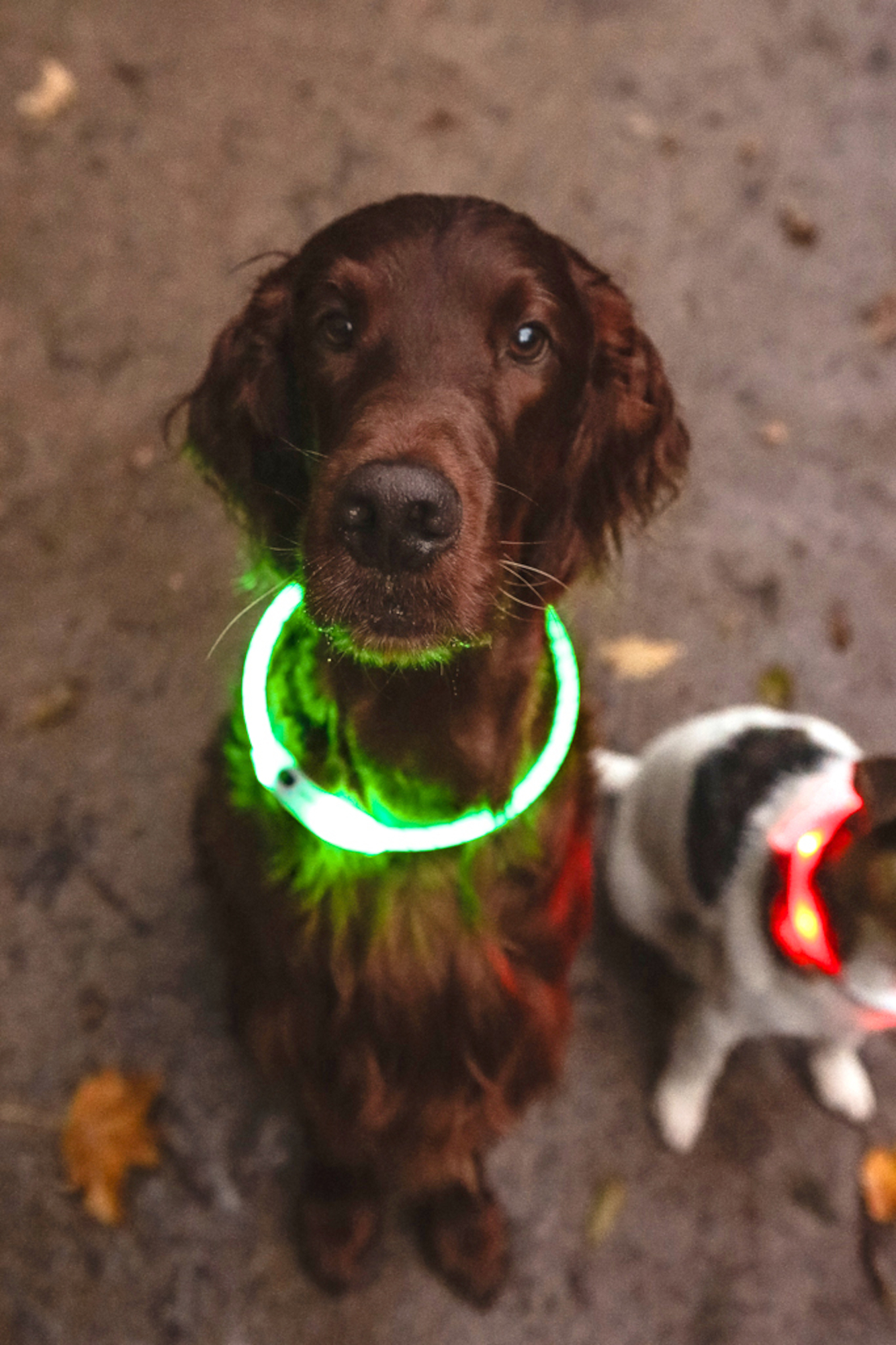Flamingo Collare Leora Visio Verde