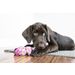 Kong® Speelgoed Wubba Finz Roze Vis