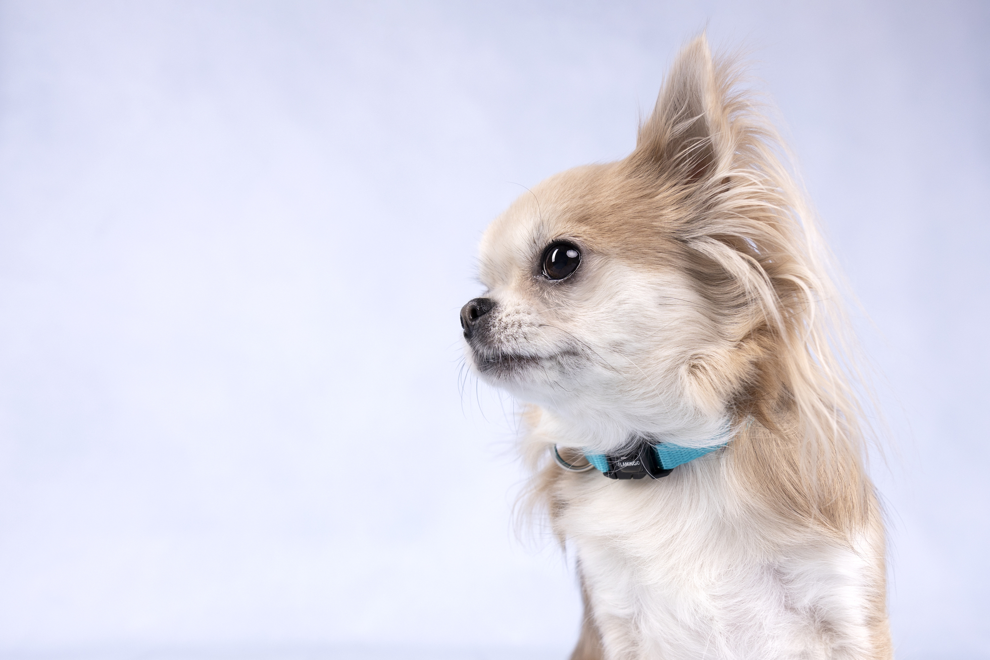 Flamingo Collar Ziggi Turquoise