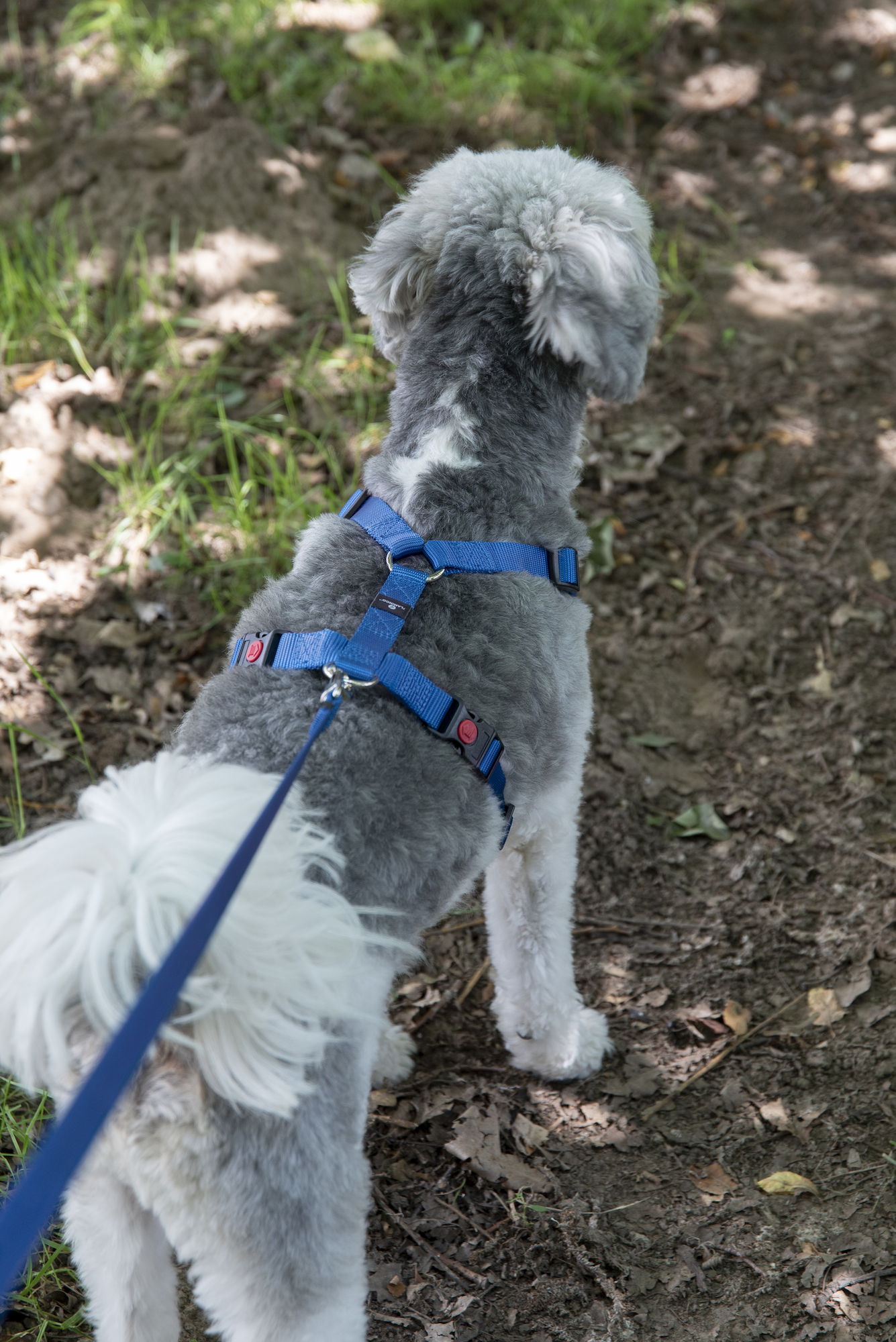 Flamingo Arnés Forma de H Ziggi Azul