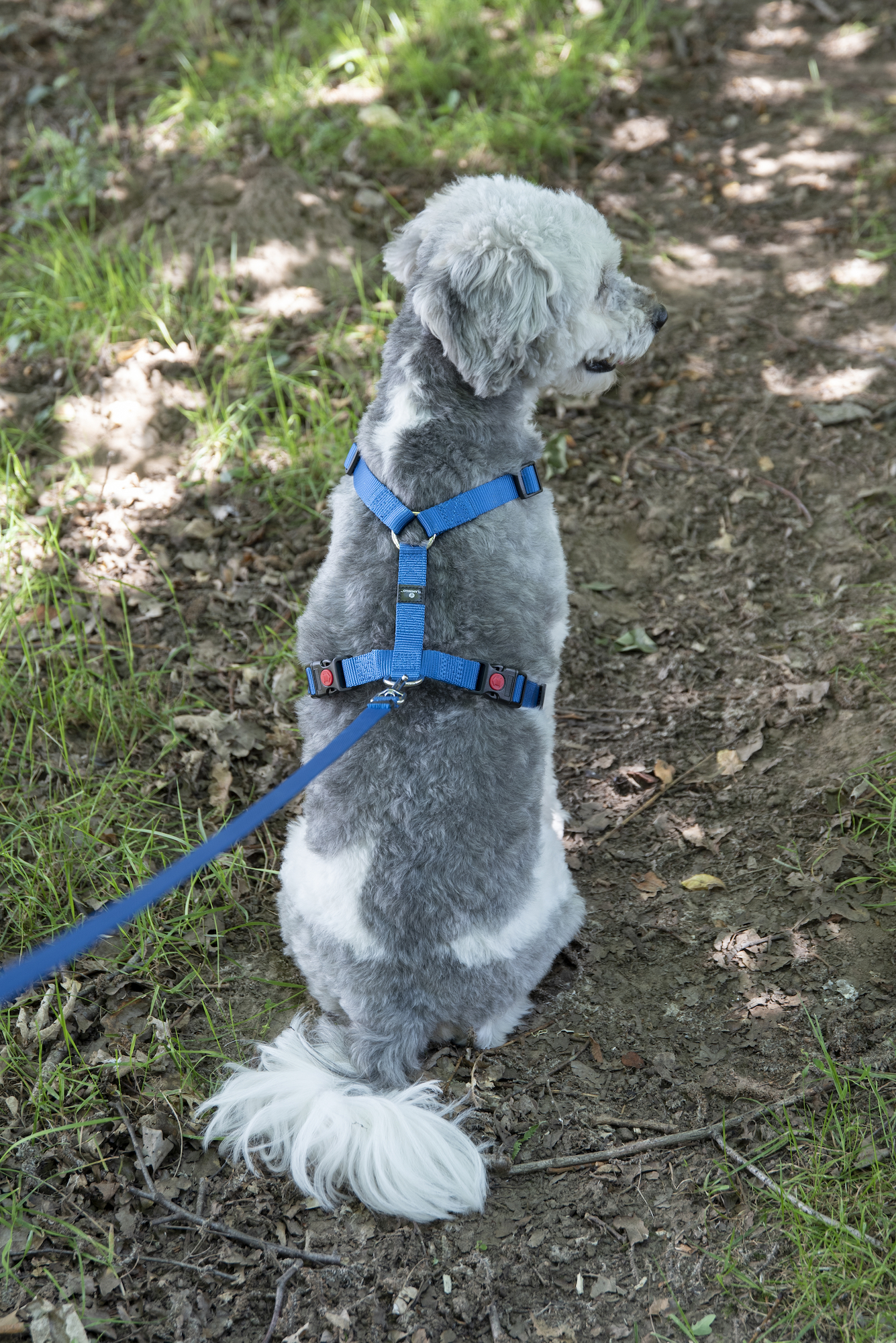 Flamingo dog clearance harness