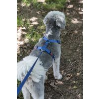 Flamingo Harness H-shape Ziggi Blue