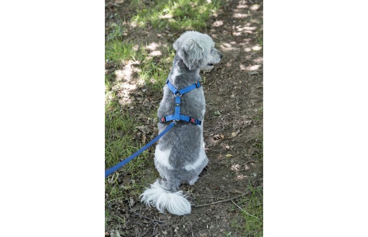 Flamingo Harness H-shape Ziggi Blue