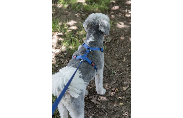 Flamingo Training leash Ziggi Blue