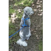 Flamingo Training leash Ziggi Blue