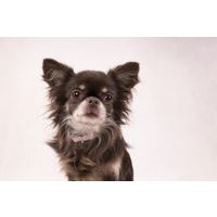 Flamingo Collare Cub Rosa antico