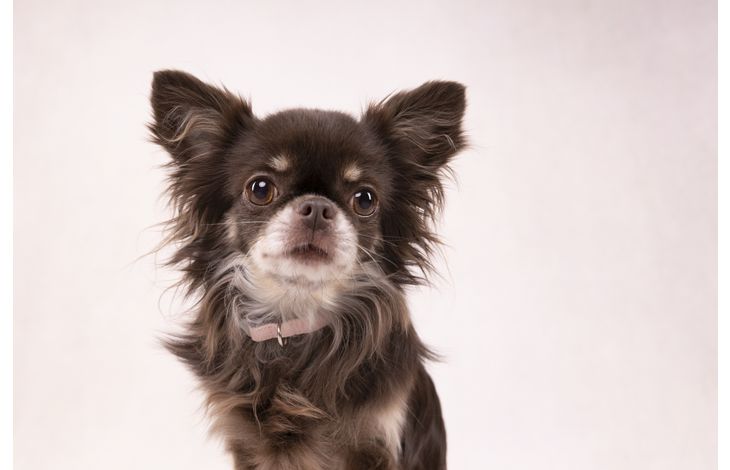 Flamingo Collare Cub Rosa antico