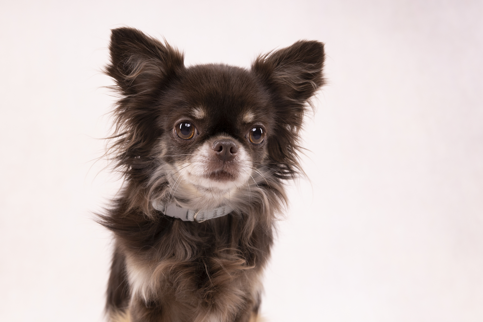Flamingo Collare Cub Verde menta