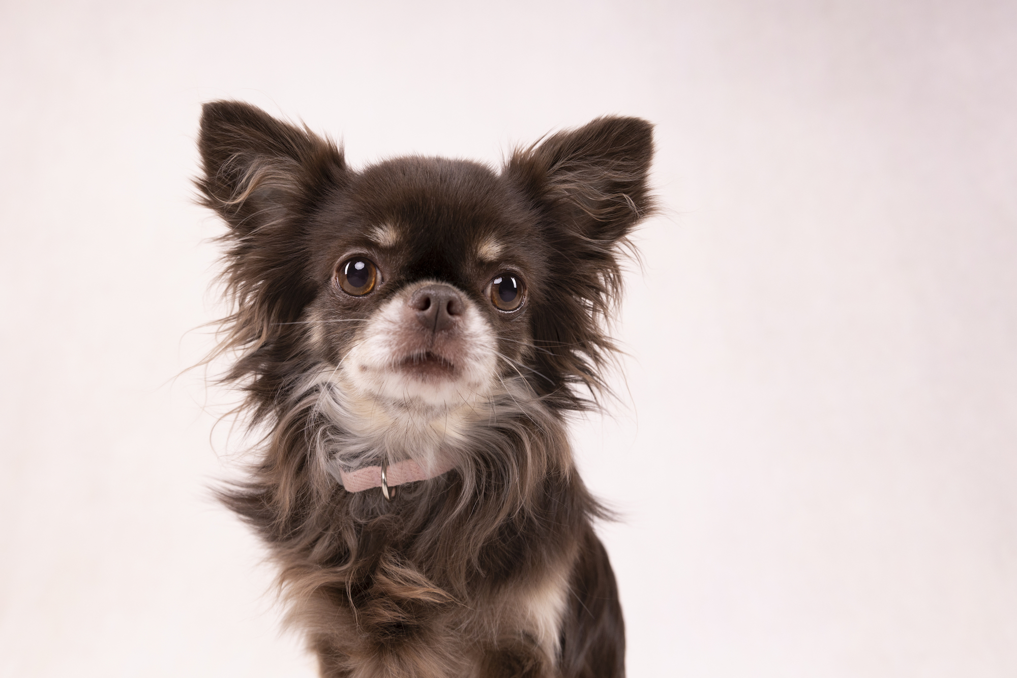 Flamingo Collare Cub Rosa antico
