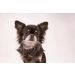 Halsband Cub Oudroze