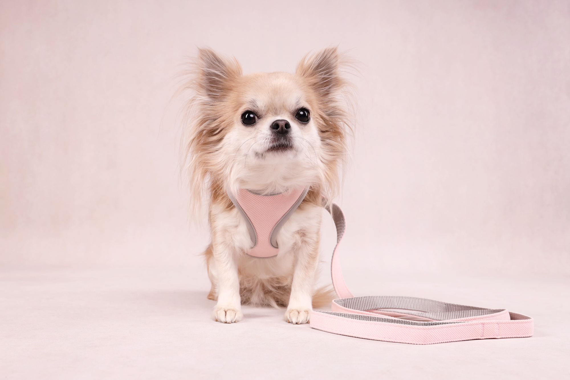 Flamingo Pettorina Cub Rosa antico