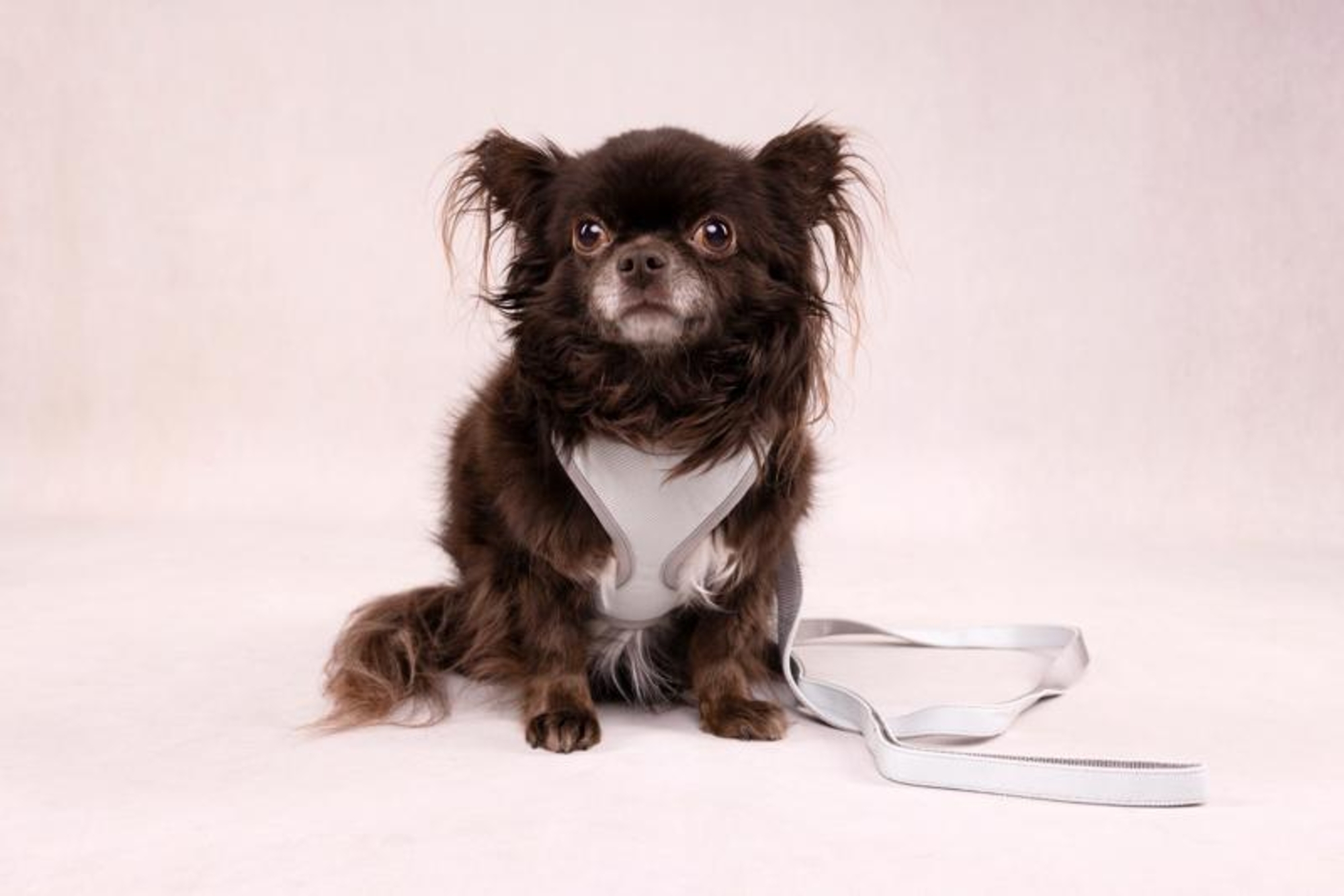 Flamingo Pettorina Cub Verde menta