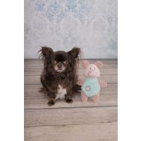 Flamingo Juguete Small Dog Cub Cerdo Ikra Rosa antigua