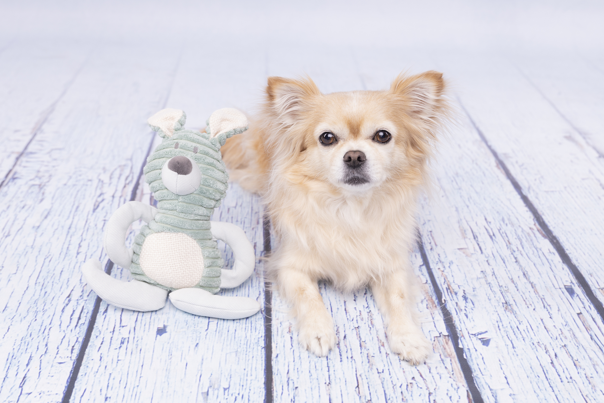 Flamingo Jouet Small Dog Cub Lapin Ilva Vert menthe