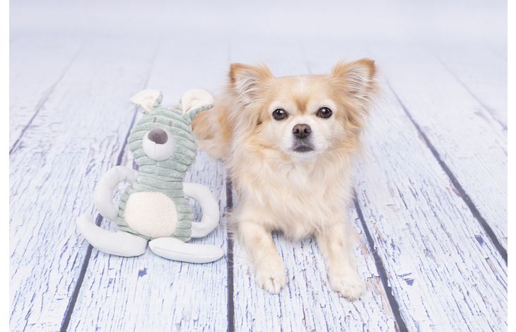 Flamingo Jouet Small Dog Cub Lapin Ilva Vert menthe