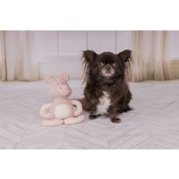 Flamingo Spielzeug Small Dog Cub Schwein Ilva Altrosa