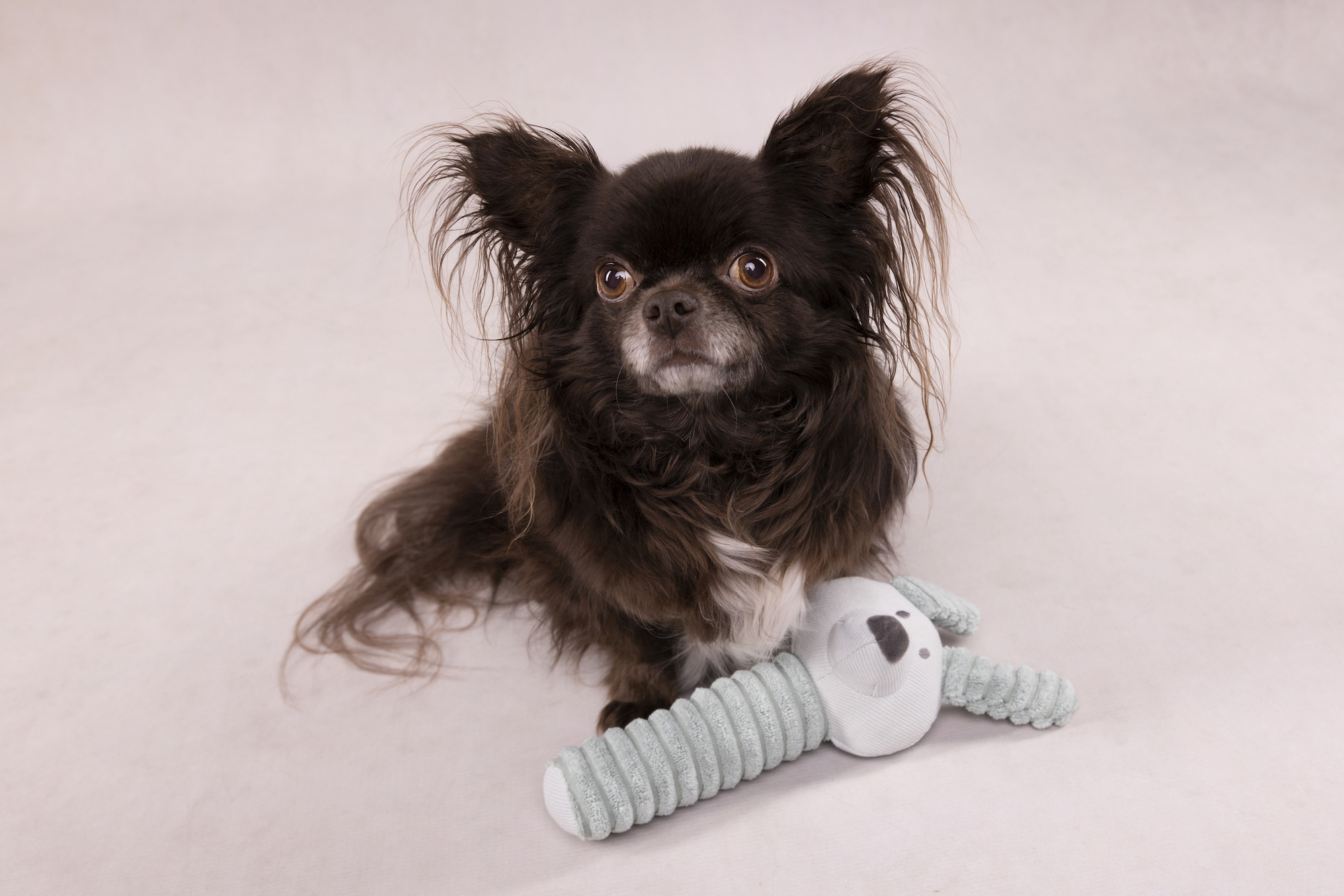 Flamingo Toy Small Dog Cub Rabbit Idil Mint green