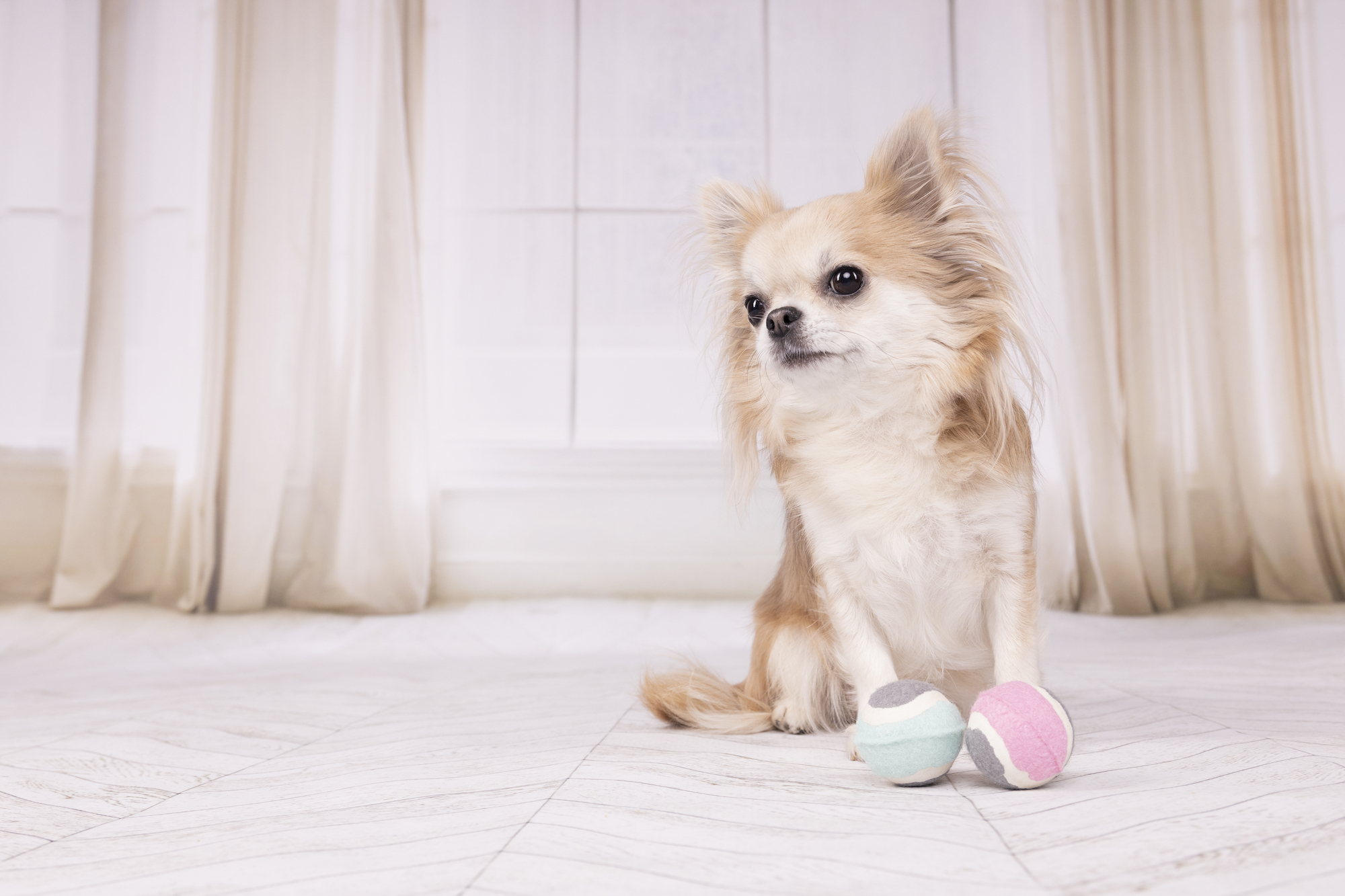 Flamingo Speelgoed Small Dog Cub Tennisbal Hifa met bal Meerkleurig