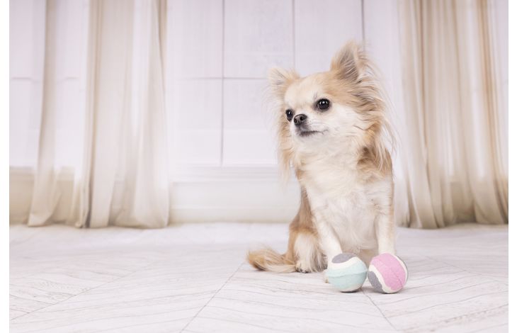 Flamingo Speelgoed Small Dog Cub Tennisbal Hifa met bal Meerkleurig