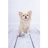 Flamingo Juguete Small Dog Cub Pelota de tenis Hifa Mezcla