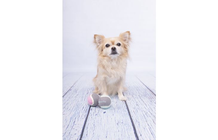 Flamingo Juguete Small Dog Cub Pelota de tenis Hifa Mezcla