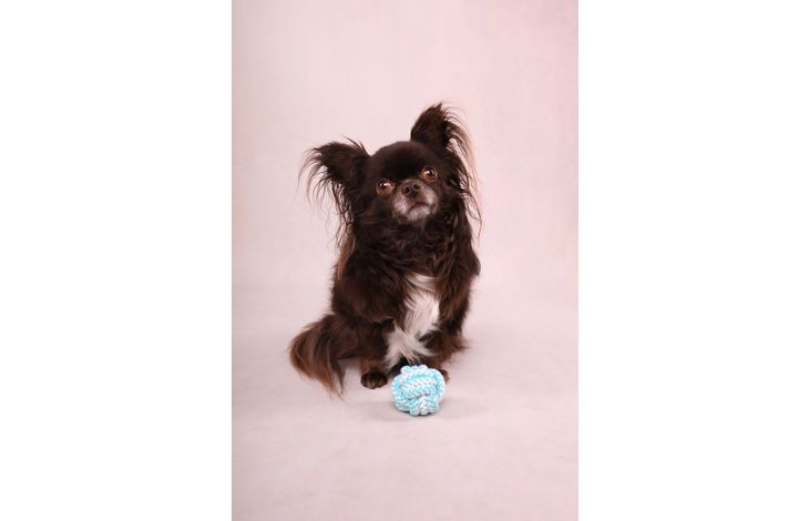 Flamingo Toy Small Dog Cub Knotted ball Ivar Turquoise