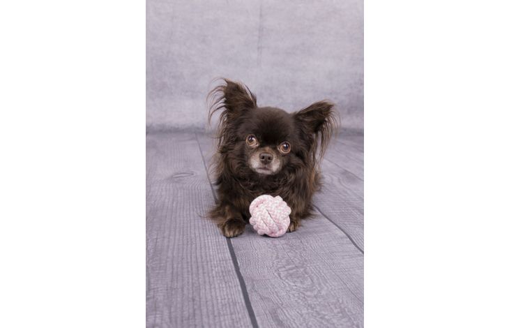 Flamingo Speelgoed Small Dog Cub Knoopbal Ivar Roze