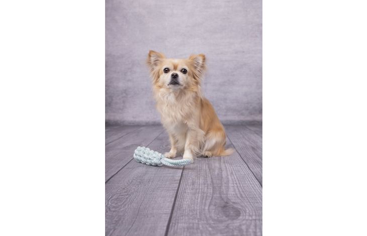 Flamingo Toy Small Dog Cub Tug rope & Stick Woven Ivar Turquoise