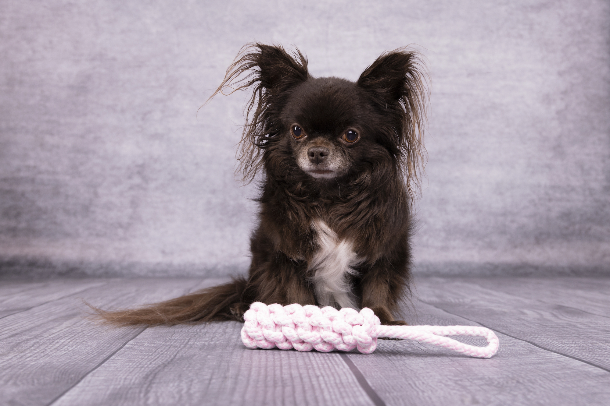 Flamingo Juguete Small Dog Cub Cuerda para tirar & Palo Tejido Ivar Rosa