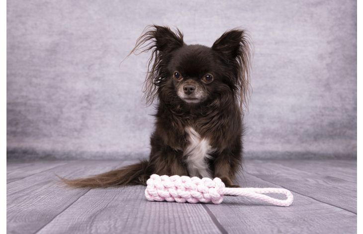 Flamingo Juguete Small Dog Cub Cuerda para tirar & Palo Tejido Ivar Rosa