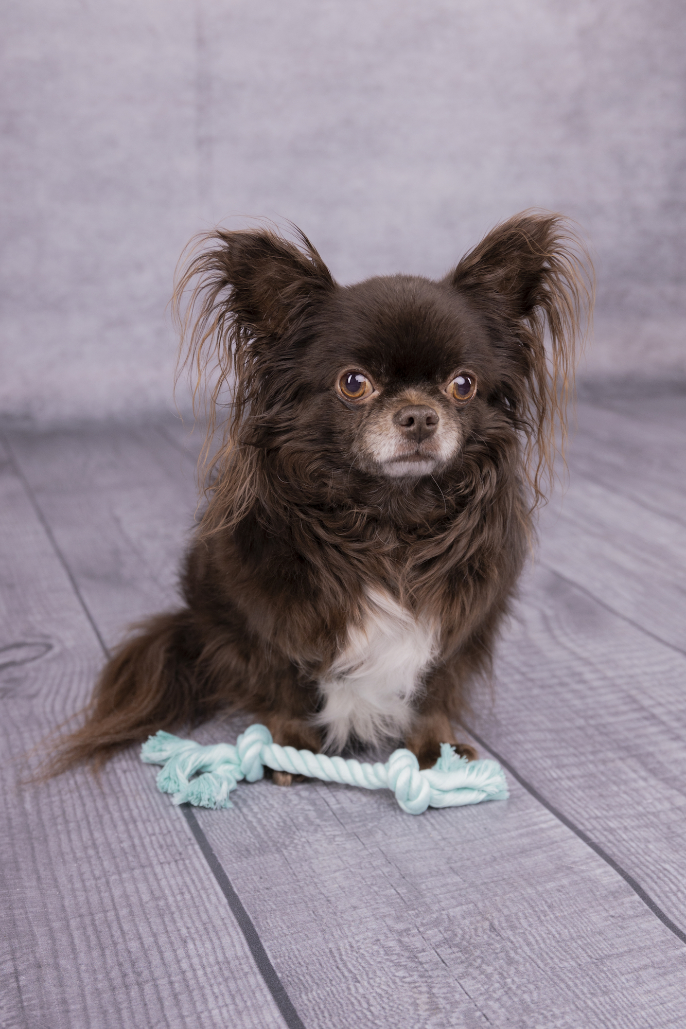 Flamingo Jouet Small Dog Cub Cordon Izra avec 2 noeuds Turquoise