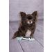 Speelgoed Small Dog Cub Touw Izra Wit & Turkoois