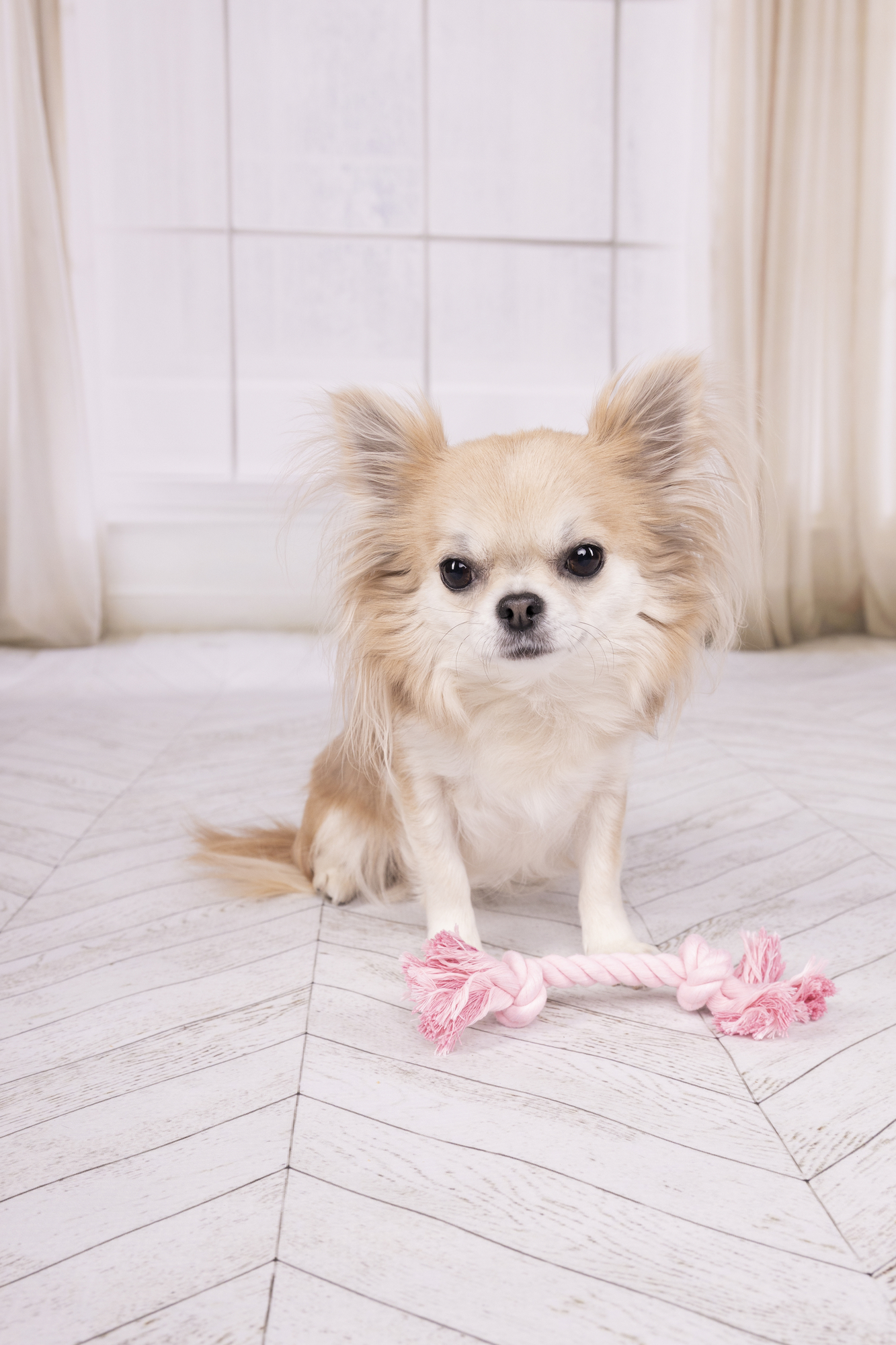 Flamingo Jouet Small Dog Cub Cordon Izra avec 2 noeuds Rose