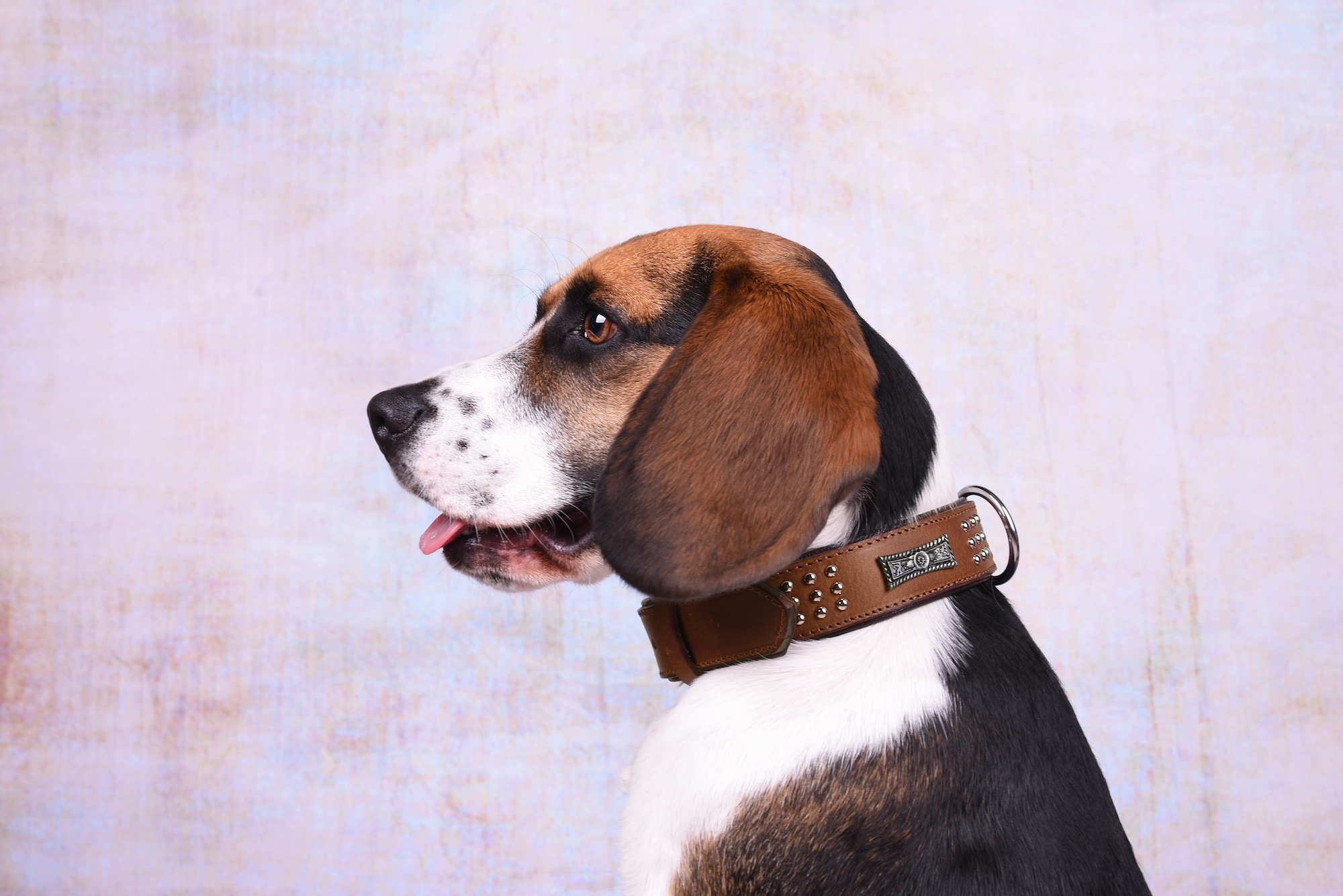 Flamingo Collar Padded Filled Sedona Brown