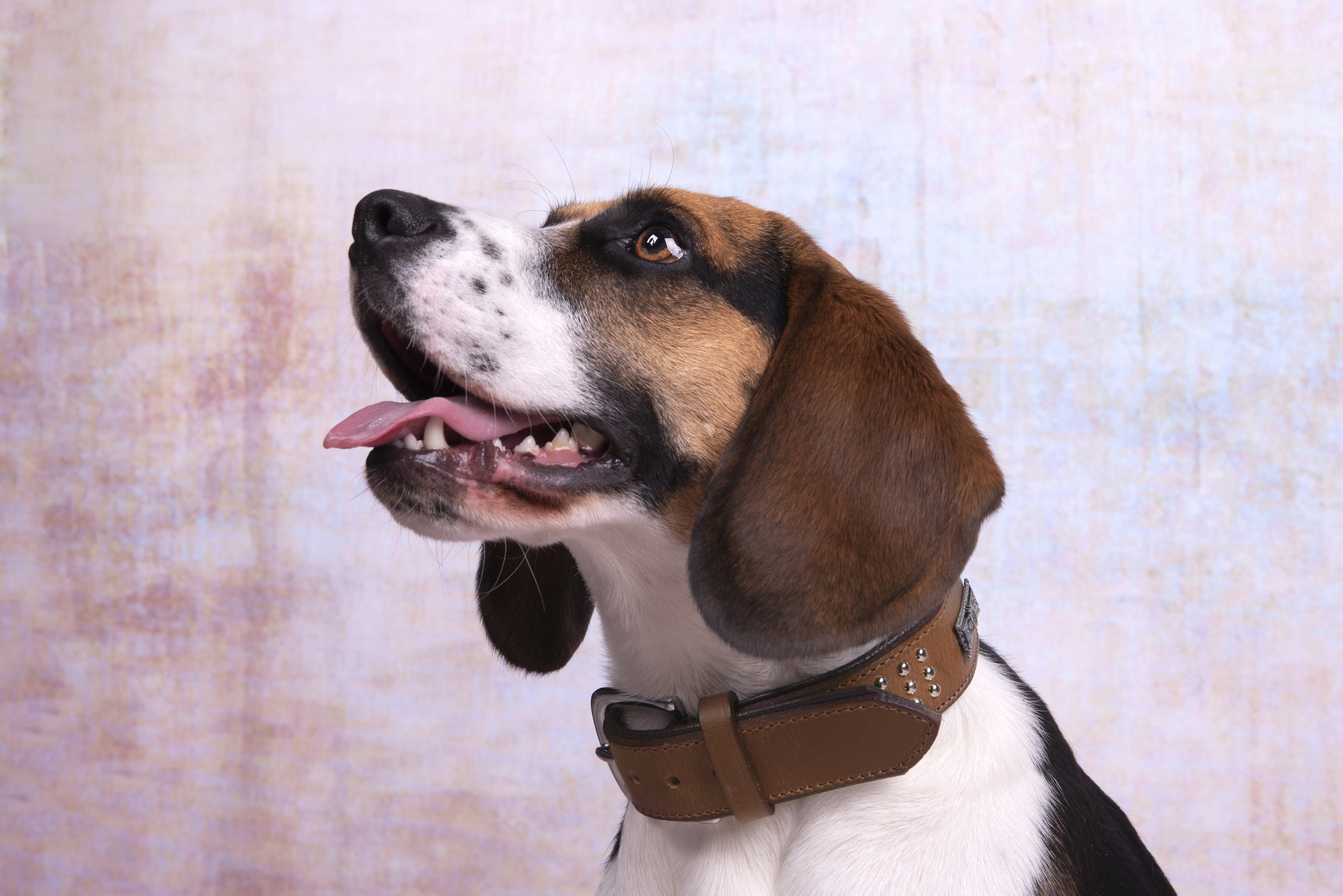 Flamingo Collar Padded Filled Sedona Brown