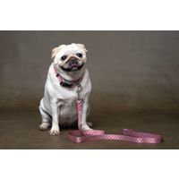 Flamingo Leash Sue Pink