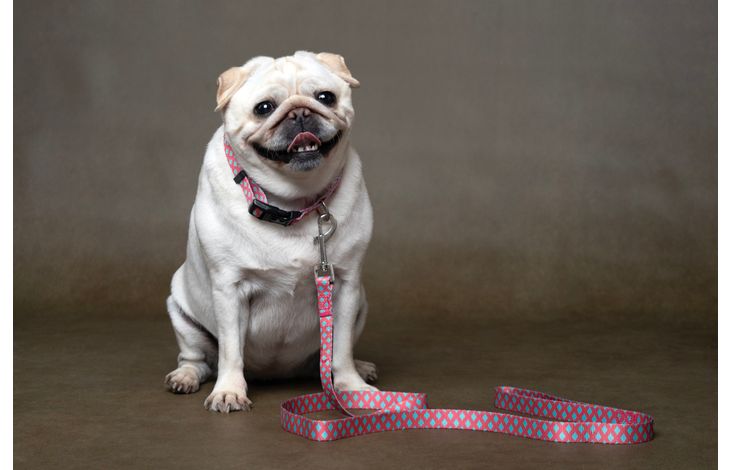 Flamingo Leash Sue Pink